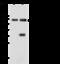 Protein III antibody, 106449-T32, Sino Biological, Western Blot image 
