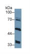 Glutamic--Pyruvic Transaminase 2 antibody, LS-C292689, Lifespan Biosciences, Western Blot image 