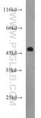 Pelota MRNA Surveillance And Ribosome Rescue Factor antibody, 10582-1-AP, Proteintech Group, Western Blot image 