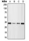 POU Class 4 Homeobox 3 antibody, MBS822202, MyBioSource, Western Blot image 