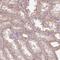 TMEM151B antibody, HPA055167, Atlas Antibodies, Immunohistochemistry frozen image 
