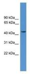 Synaptotagmin 12 antibody, NBP1-69103, Novus Biologicals, Western Blot image 