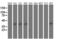 SET Domain Containing 7, Histone Lysine Methyltransferase antibody, LS-C173221, Lifespan Biosciences, Western Blot image 