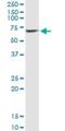 Serpin Family A Member 10 antibody, H00051156-M02, Novus Biologicals, Immunoprecipitation image 