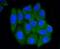 Protein Arginine Methyltransferase 5 antibody, NBP2-67515, Novus Biologicals, Immunofluorescence image 