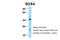 SRY-Box 4 antibody, PA5-41442, Invitrogen Antibodies, Western Blot image 