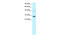 General Transcription Factor IIA Subunit 1 antibody, 31-248, ProSci, Western Blot image 