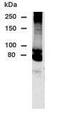 Dipeptidyl Peptidase Like 10 antibody, GTX78173, GeneTex, Western Blot image 