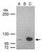 E3 ubiquitin-protein ligase UHRF1 antibody, PA5-29884, Invitrogen Antibodies, Immunoprecipitation image 