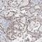 MYC Binding Protein antibody, FNab05457, FineTest, Immunohistochemistry frozen image 