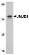 Jumonji Domain Containing 8 antibody, A16718, Boster Biological Technology, Western Blot image 