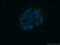 Protein Serine Kinase H2 antibody, 18813-1-AP, Proteintech Group, Immunofluorescence image 