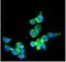 Interferon Regulatory Factor 5 antibody, NBP1-04307, Novus Biologicals, Immunocytochemistry image 