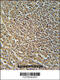 RAS Protein Activator Like 3 antibody, 55-278, ProSci, Immunohistochemistry paraffin image 