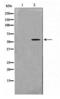 MAPK Activated Protein Kinase 5 antibody, LS-C416339, Lifespan Biosciences, Western Blot image 