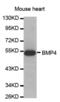Bone Morphogenetic Protein 4 antibody, abx000714, Abbexa, Western Blot image 
