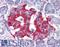 Growth Factor Receptor Bound Protein 2 antibody, LS-B3923, Lifespan Biosciences, Immunohistochemistry paraffin image 
