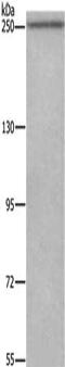 WNK Lysine Deficient Protein Kinase 3 antibody, CSB-PA832503, Cusabio, Western Blot image 