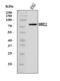 MRE11 Homolog, Double Strand Break Repair Nuclease antibody, A32234, Boster Biological Technology, Western Blot image 