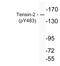 Tensin 2 antibody, P30917, Boster Biological Technology, Western Blot image 