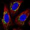 Transmembrane Protein 246 antibody, HPA011318, Atlas Antibodies, Immunofluorescence image 