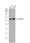 Cortactin antibody, NBP2-15972, Novus Biologicals, Western Blot image 