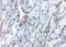 TNF Alpha Induced Protein 3 antibody, NBP1-77024, Novus Biologicals, Immunohistochemistry frozen image 