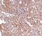 Ubiquitin Interaction Motif Containing 1 antibody, PA5-20413, Invitrogen Antibodies, Immunohistochemistry frozen image 