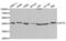 Aprataxin antibody, abx004105, Abbexa, Western Blot image 