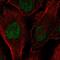 Xanthine Dehydrogenase antibody, PA5-67041, Invitrogen Antibodies, Immunofluorescence image 
