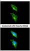 G Protein-Coupled Receptor 82 antibody, NBP2-16725, Novus Biologicals, Immunofluorescence image 
