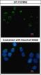Embigin antibody, GTX121952, GeneTex, Immunofluorescence image 