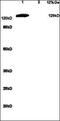 Glutamate Metabotropic Receptor 1 antibody, GTX37416, GeneTex, Western Blot image 