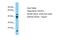 RNA Polymerase I And III Subunit C antibody, PA5-46750, Invitrogen Antibodies, Western Blot image 