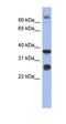 Biglycan antibody, orb330841, Biorbyt, Western Blot image 