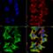 Glutamate Ionotropic Receptor NMDA Type Subunit 1 antibody, 56525, QED Bioscience, Immunocytochemistry image 