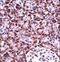 NLR Family Pyrin Domain Containing 12 antibody, LS-B15660, Lifespan Biosciences, Immunohistochemistry frozen image 