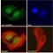 GA Binding Protein Transcription Factor Subunit Beta 1 antibody, LS-B4349, Lifespan Biosciences, Immunofluorescence image 