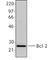 BCL2 antibody, 633502, BioLegend, Western Blot image 