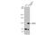 MutS Homolog 3 antibody, GTX113781, GeneTex, Western Blot image 