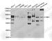 Fragile X Mental Retardation 1 antibody, A5645, ABclonal Technology, Western Blot image 