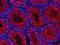 Mesoderm Development LRP Chaperone antibody, AF4545, R&D Systems, Immunohistochemistry frozen image 