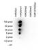 Histone Cluster 4 H4 antibody, NBP2-59234, Novus Biologicals, Dot Blot image 