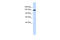 Disheveled-associated activator of morphogenesis 1 antibody, 26-970, ProSci, Western Blot image 