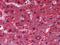 Betaine--Homocysteine S-Methyltransferase antibody, NBP1-51556, Novus Biologicals, Immunohistochemistry paraffin image 