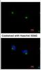 Intraflagellar Transport 122 antibody, NBP2-16925, Novus Biologicals, Immunofluorescence image 