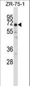 POU Class 2 Homeobox 2 antibody, LS-C163875, Lifespan Biosciences, Western Blot image 