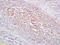 FERM Domain Containing 6 antibody, GTX51938, GeneTex, Immunohistochemistry paraffin image 