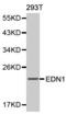 Endothelin 1 antibody, MBS127438, MyBioSource, Western Blot image 