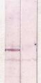 Glycogen Synthase Kinase 3 Beta antibody, TA354672, Origene, Western Blot image 